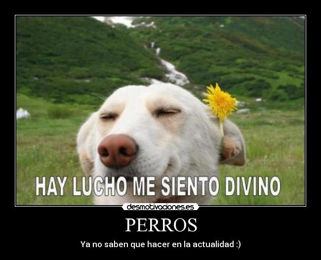 PERROS -