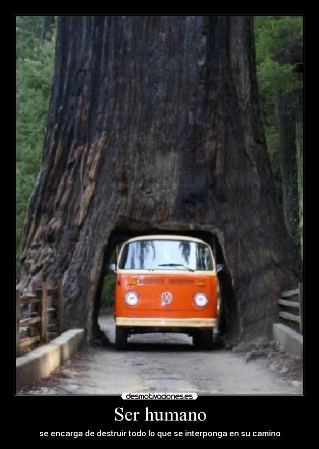 Ser humano - se encarga de destruir todo lo que se interponga en su camino
