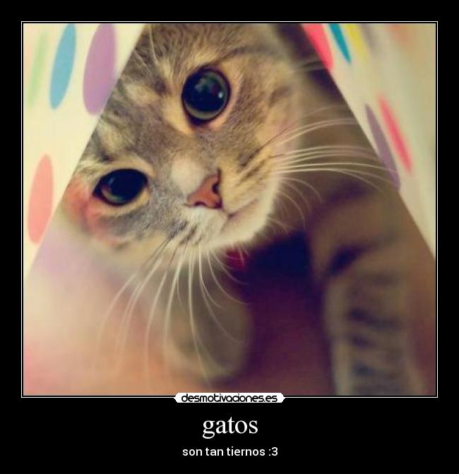 gatos - 