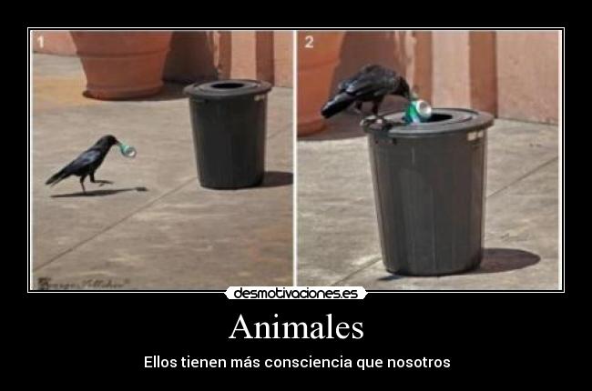 Animales - Ellos tienen más consciencia que nosotros