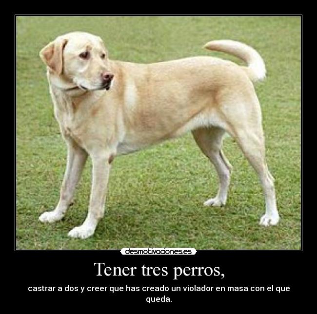 Tener tres perros, - castrar a dos y creer que has creado un violador en masa con el que queda.