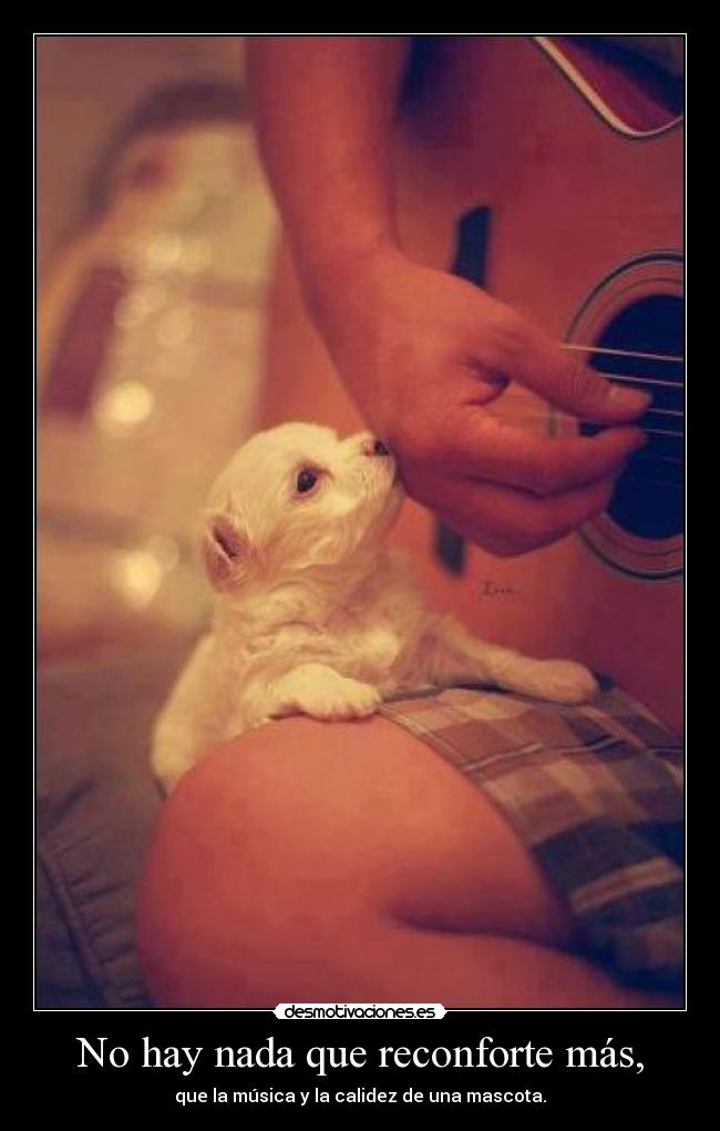 No hay nada que reconforte más, - que la música y la calidez de una mascota.