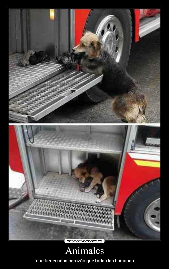 Animales - que tienen mas corazón que todos los humanos