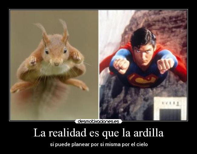 La realidad es que la ardilla - 