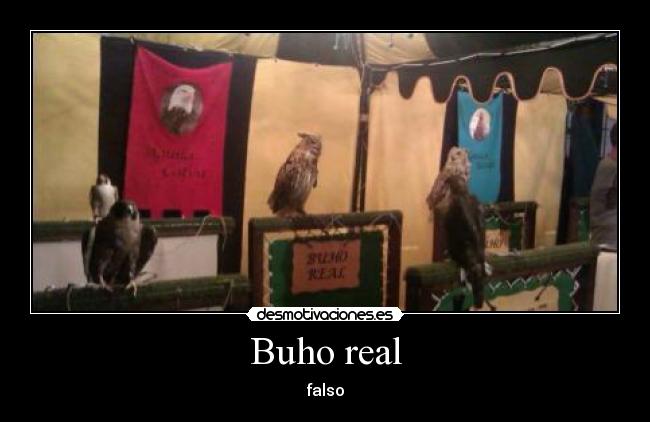 Buho real - falso