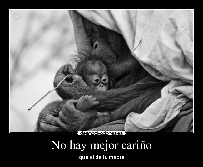 No hay mejor cariño - 