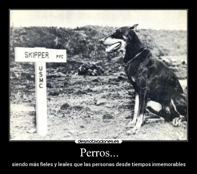 Perros... - siendo más fieles y leales que las personas desde tiempos inmemorables