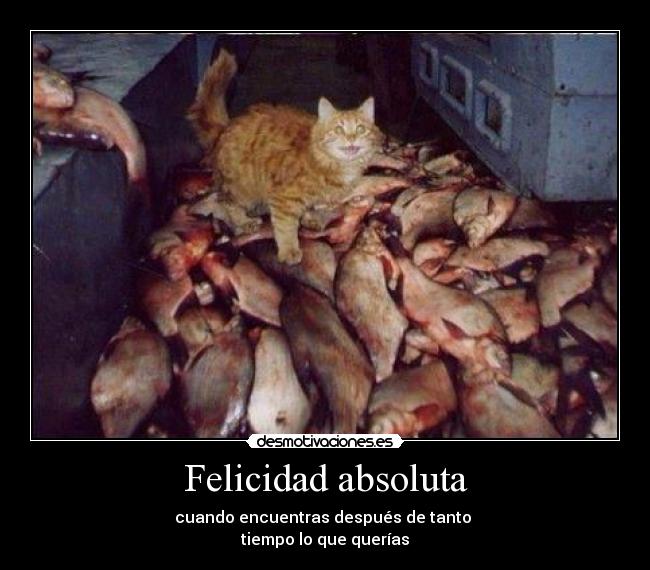 Felicidad absoluta -