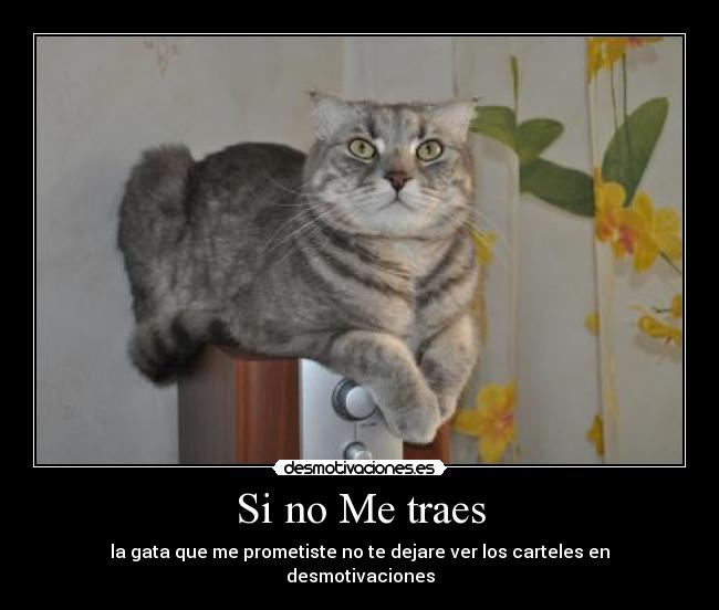 Si no Me traes - la gata que me prometiste no te dejare ver los carteles en desmotivaciones