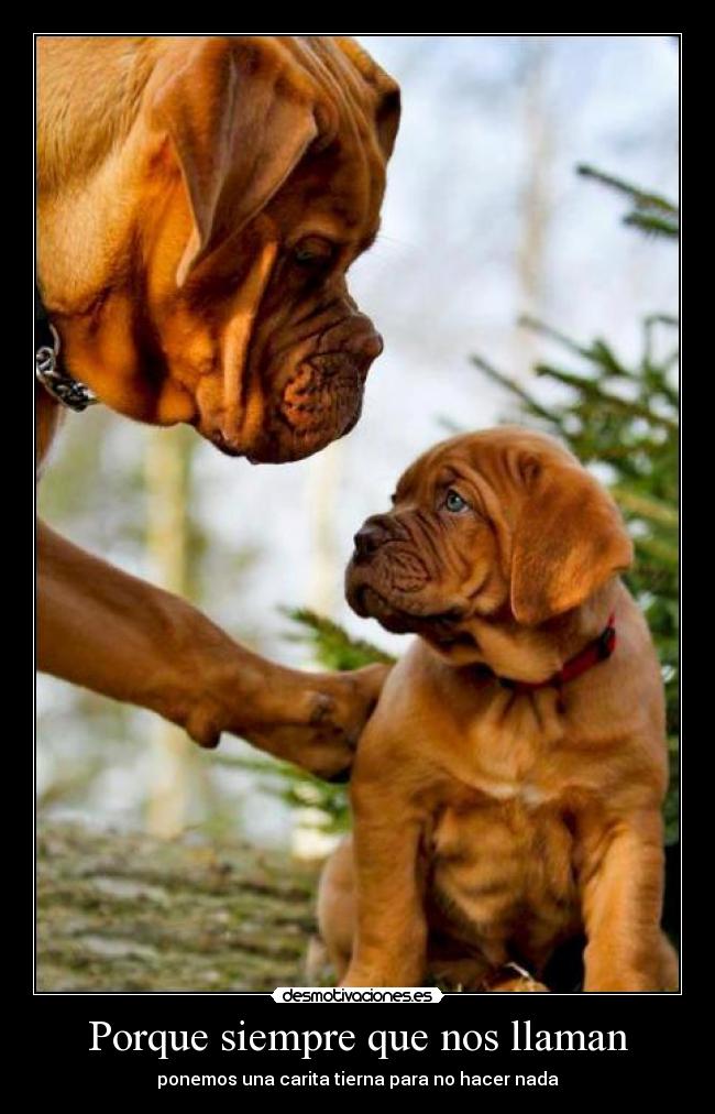 Porque siempre que nos llaman - ponemos una carita tierna para no hacer nada