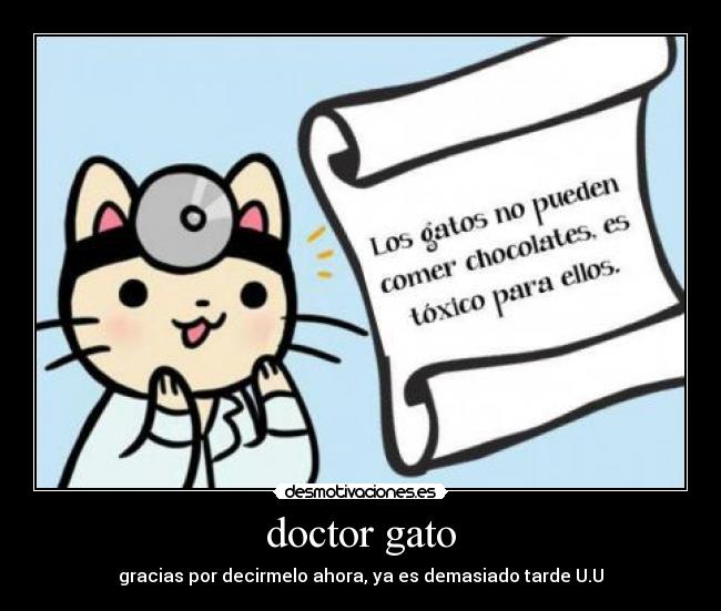 doctor gato - 
