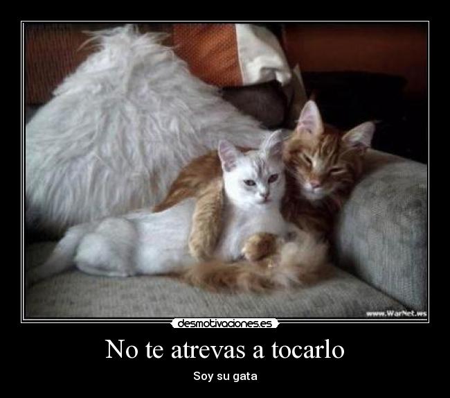 No te atrevas a tocarlo -