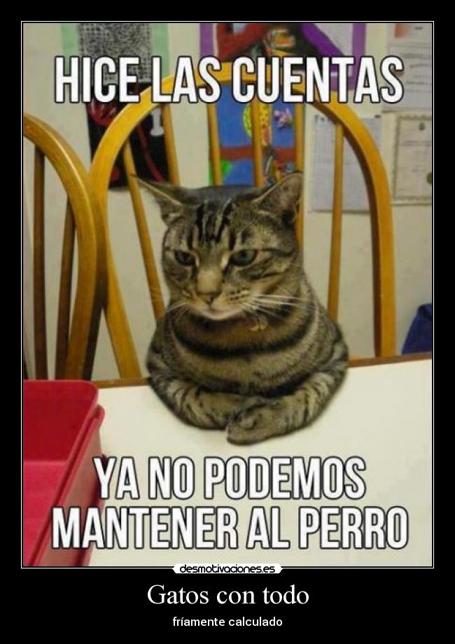 Gatos con todo - 