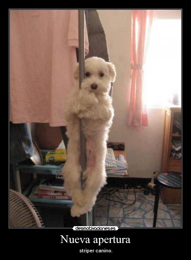 Nueva apertura - striper canino.