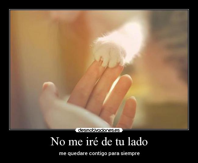 No me iré de tu lado - 