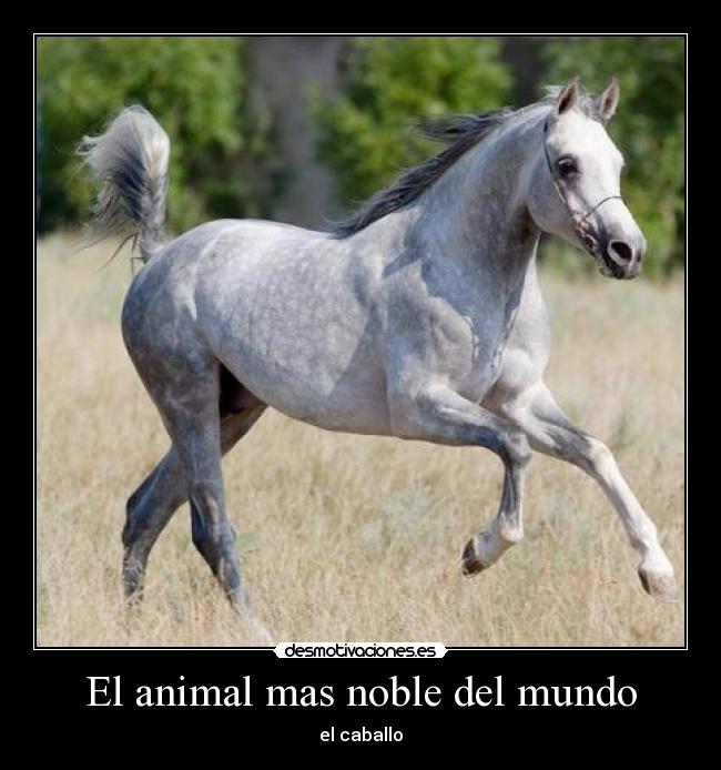 El animal mas noble del mundo - 