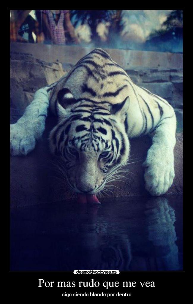carteles tigre siberiano blanco desmotivaciones