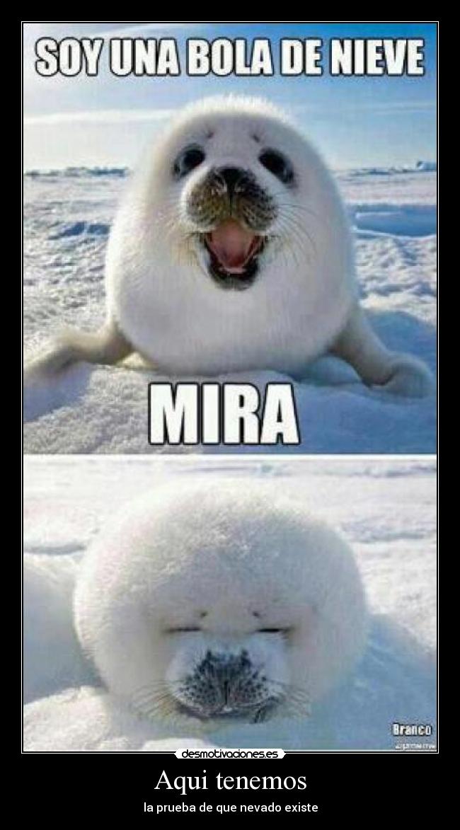 Aqui tenemos - la prueba de que nevado existe