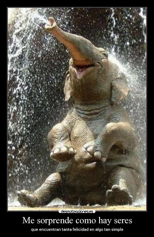 Me sorprende como hay seres - que encuentran tanta felicidad en algo tan simple