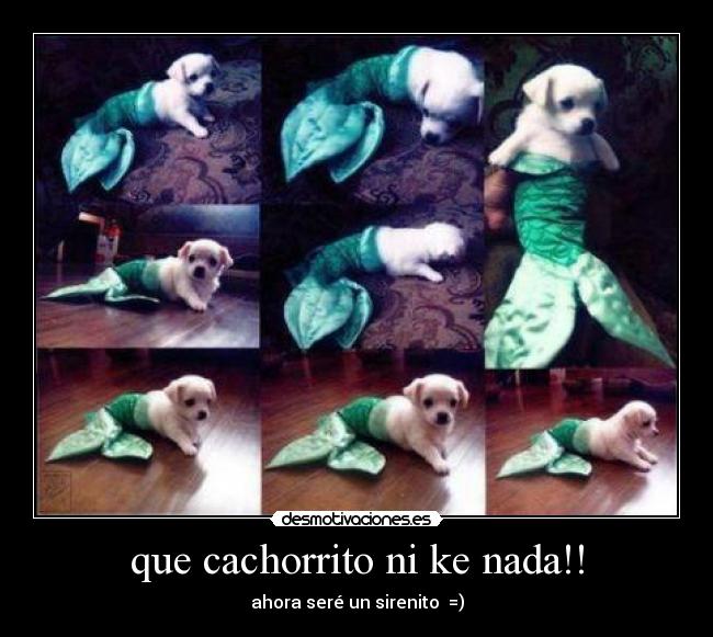 que cachorrito ni ke nada!! - ahora seré un sirenito =)