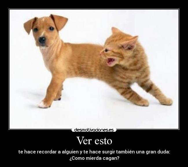 Ver esto - te hace recordar a alguien y te hace surgir también una gran duda:
¿Como mierda cagan?