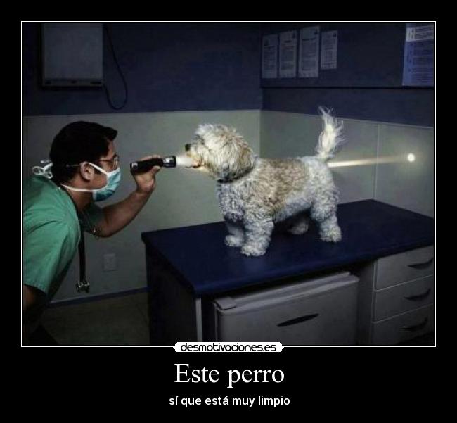 carteles este perro que esta muy limpio desmotivaciones