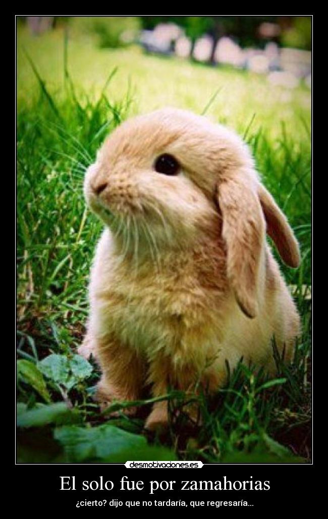 El solo fue por zamahorias - ¿cierto? dijo que no tardaría, que regresaría...