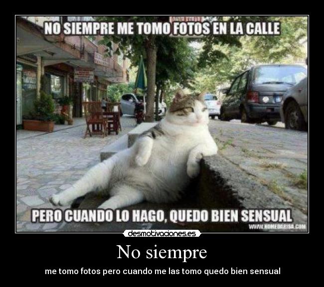 carteles gatos desmotivaciones