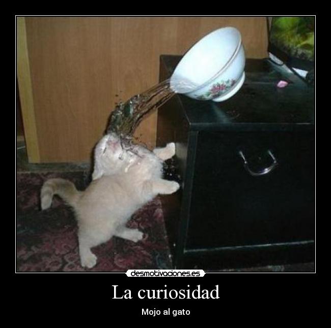 La curiosidad - Mojo al gato