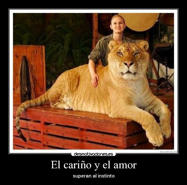 El cariño y el amor - 