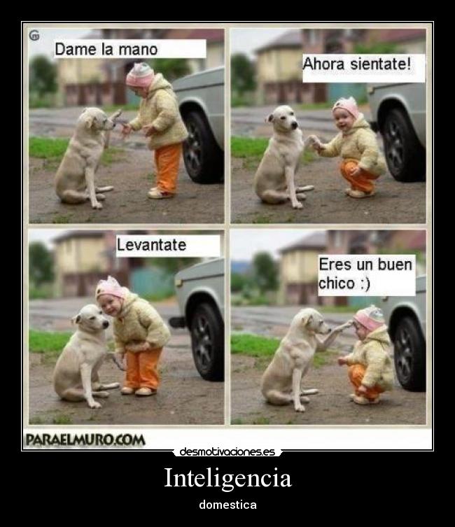 Inteligencia - domestica