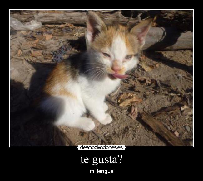 te gusta? - mi lengua