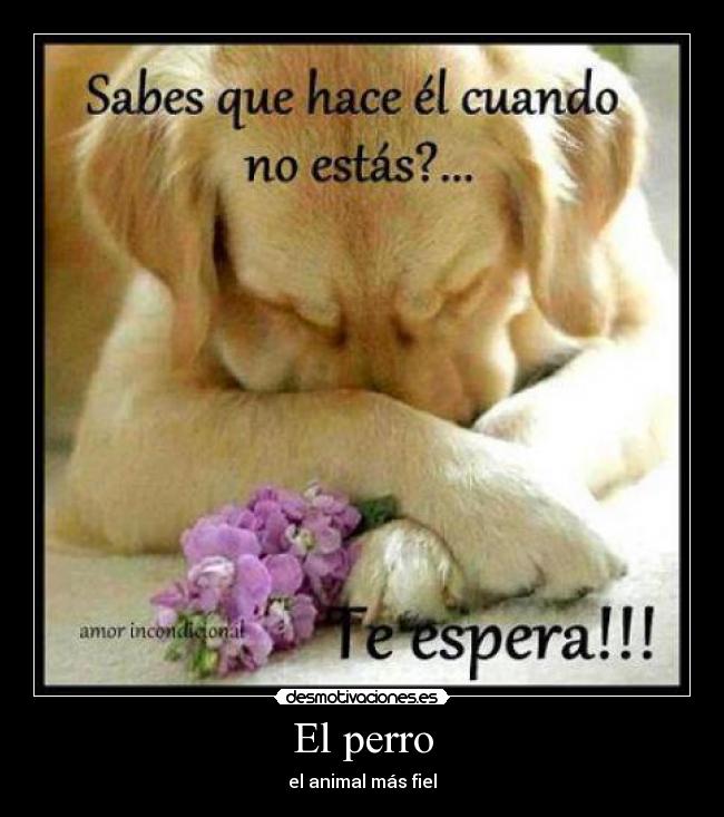 El perro - 