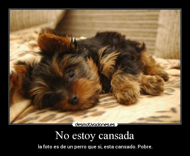 No estoy cansada - la foto es de un perro que si, esta cansado. Pobre.