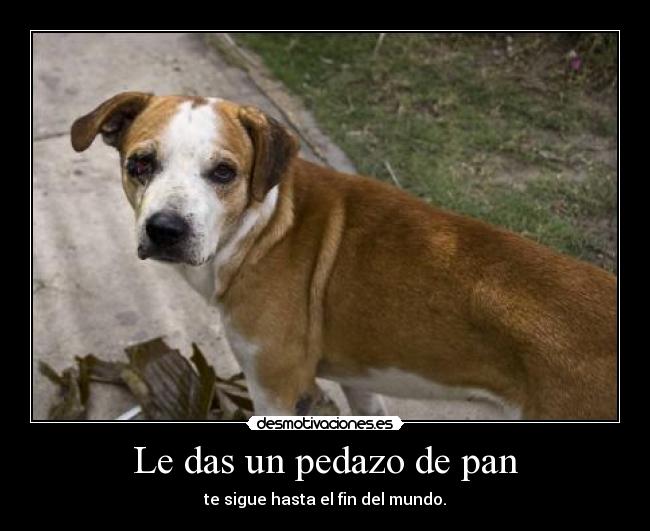 Le das un pedazo de pan -