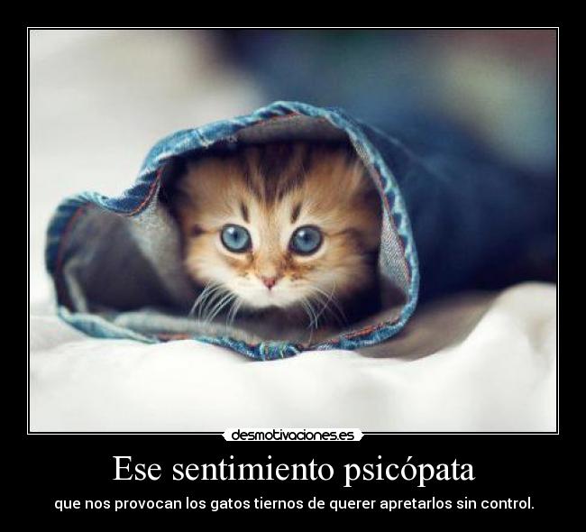 Ese sentimiento psicópata - que nos provocan los gatos tiernos de querer apretarlos sin control.