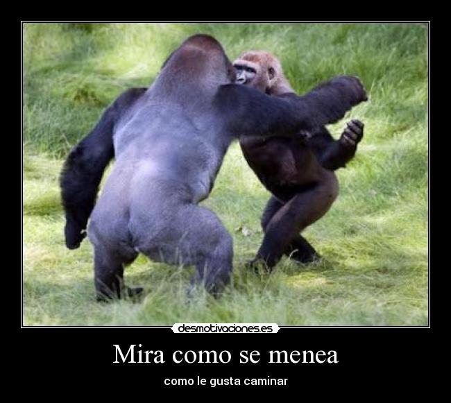 Mira como se menea - como le gusta caminar