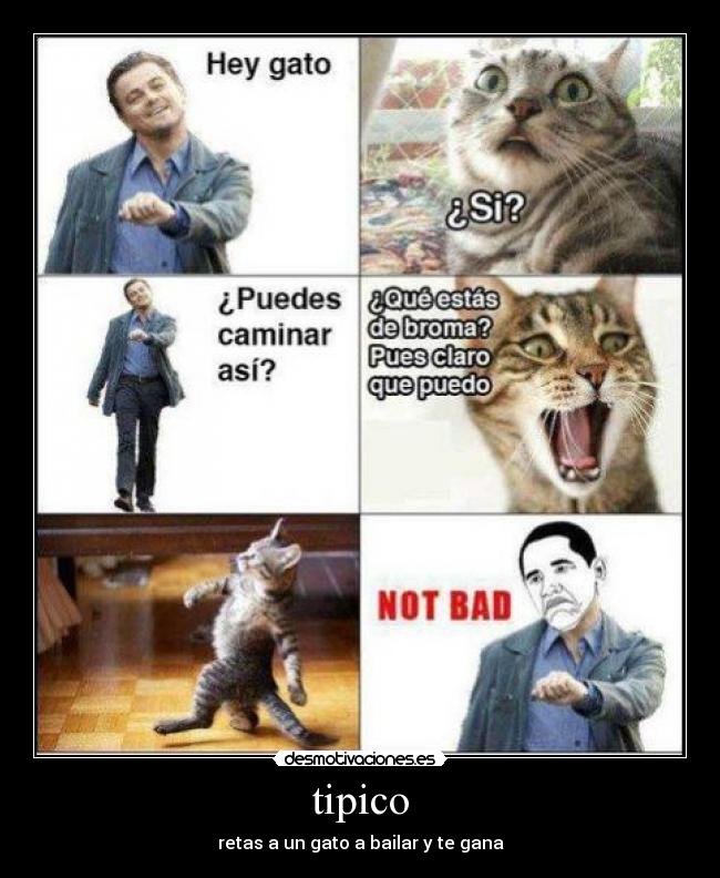 tipico - retas a un gato a bailar y te gana