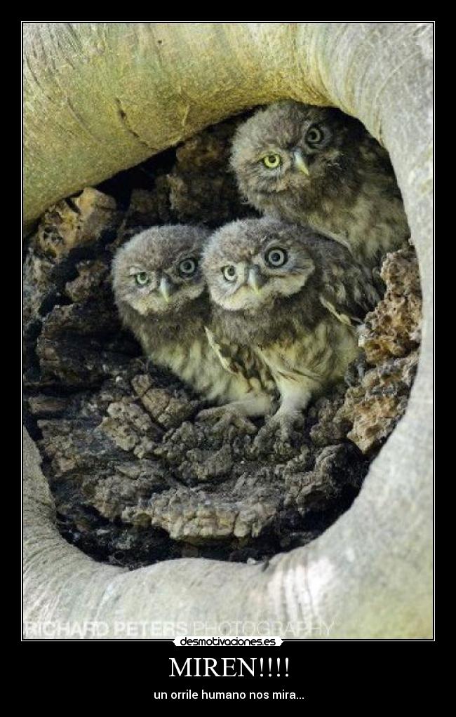 MIREN!!!! - un orrile humano nos mira...
