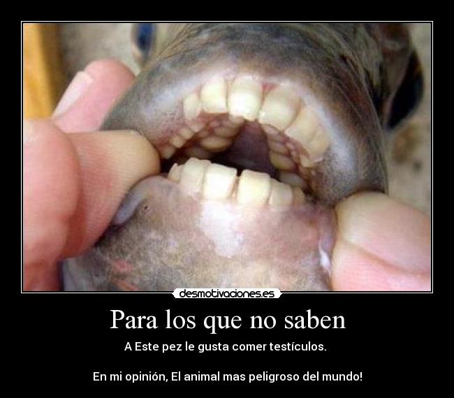 Para los que no saben - A Este pez le gusta comer testículos.
En mi opinión, El animal mas peligroso del mundo!
