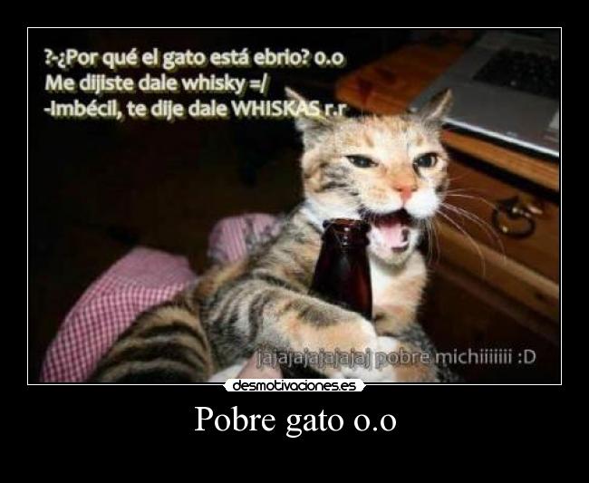 Pobre gato o.o -