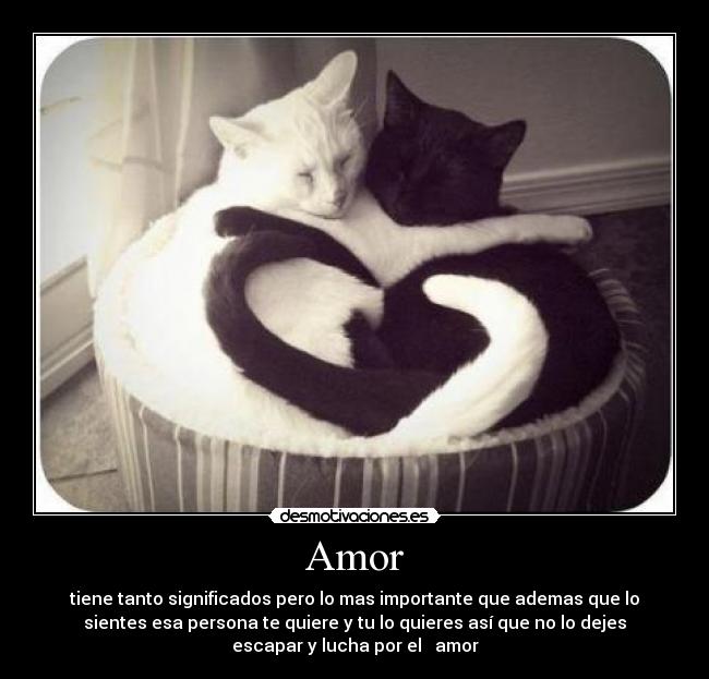 Amor -
