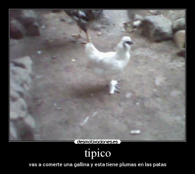 tipico - vas a comerte una gallina y esta tiene plumas en las patas