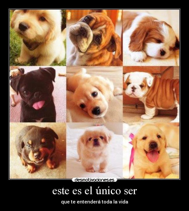 este es el único ser - que te entenderá toda la vida