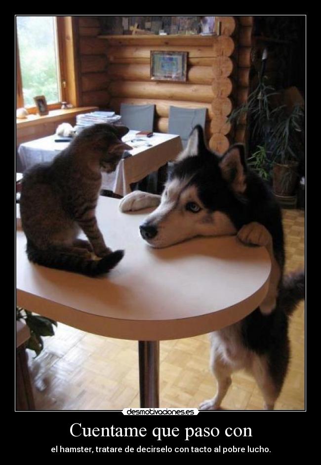 Cuentame que paso con - el hamster, tratare de decirselo con tacto al pobre lucho.