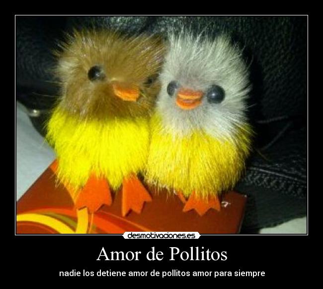 Amor de Pollitos - nadie los detiene amor de pollitos amor para siempre