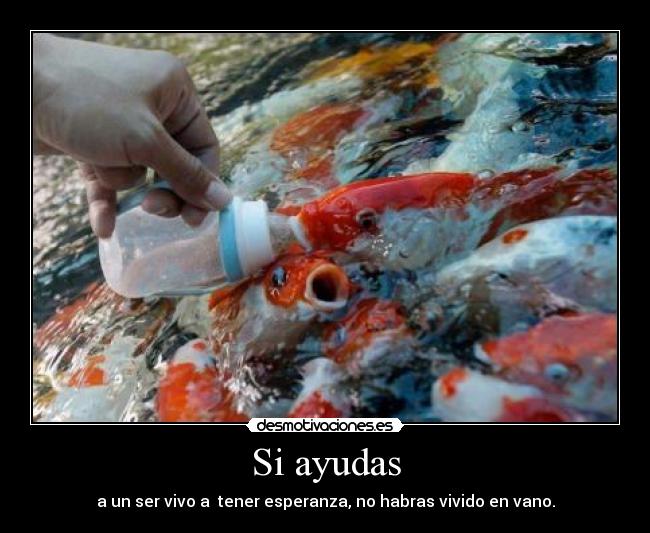 Si ayudas -