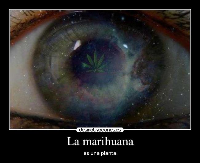 La marihuana -