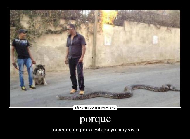 porque - pasear a un perro estaba ya muy visto