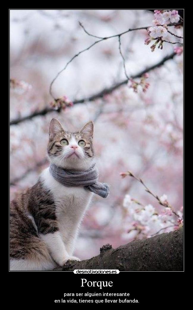 Porque - para ser alguien interesante
en la vida, tienes que llevar bufanda.